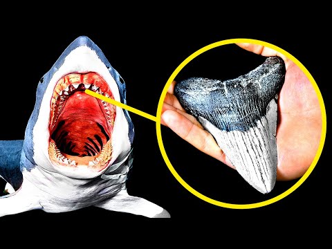 How to Find a Megalodon Tooth And How Much It's Worth