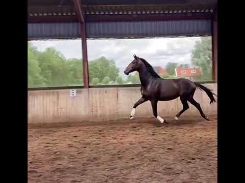 Picasso SB vrij bewegen