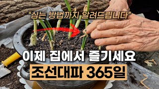 조선대파 심는 방법 | 조선대파 씨앗, 모종심기 | 조선대파 365일 집에서 즐기세요 #에너지농법 #탄소농업…