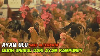 Download lagu Ternak Ayam ULU Lebih Untung daripada Ternak Ayam Kampung? Panen Lebih Cepat dari Ayam Kampung? mp3 Download lagu Ternak Ayam ULU Lebih Untung daripada Ternak Ayam Kampung? Panen Lebih Cepat dari Ayam Kampung? mp3