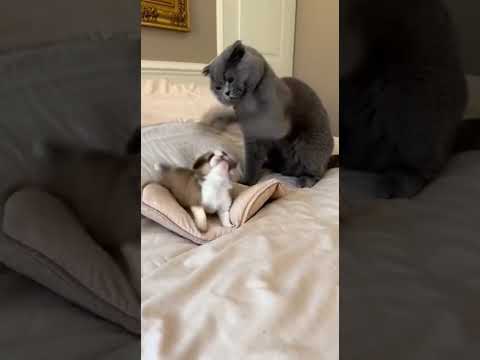 Bully Scottish Fold Attacks Beagle Puppy — Until MOM Shows Up