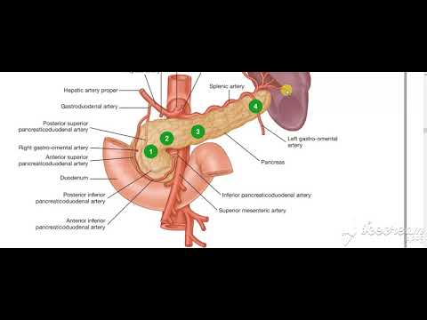 Pancreas head relations 5