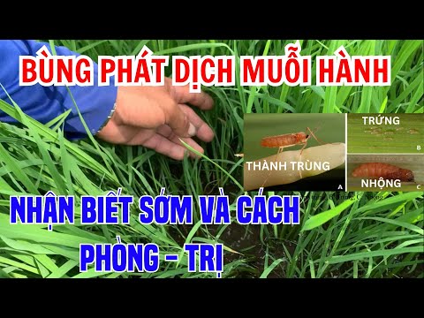 Bùng phát dịch MUỖI HÀNH và phương pháp nhận biết sớm| Cách phòng, trị MUỖI HÀNH