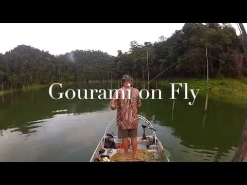 Fly fishing for Giant Gourami in the Malaysian Jungle. 