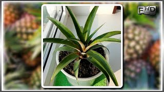 Как вырастить ананас из верхушки в домашних условиях - (ч.3)