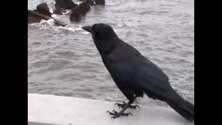 preview picture of video 'HURRICANE ISAAC BAYPOINT PEER A RAVEN LETS ME GET WITH IN 1 FOOT OF HIM'