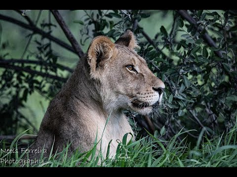 Kgalagadi Transfrontier Park  -  late January 2021