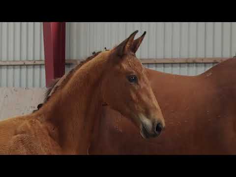 Hengstfohlen von Vitalis