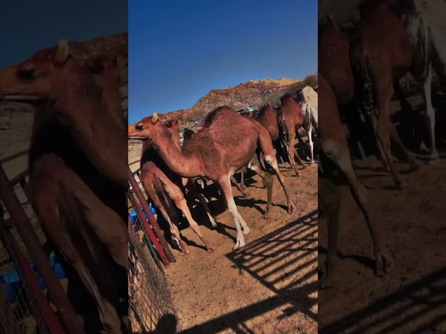 حاشي بلدي فاخر