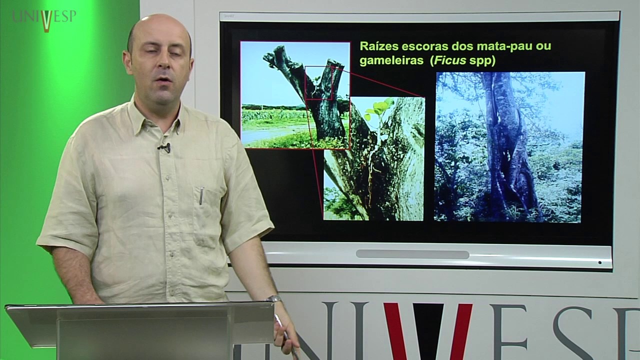 Morfologia Vegetal - Aula 10 - Raiz - Morfologia