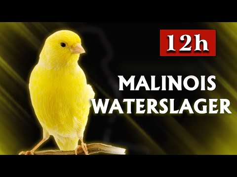 Malinois Canary The Best Training Song 2023