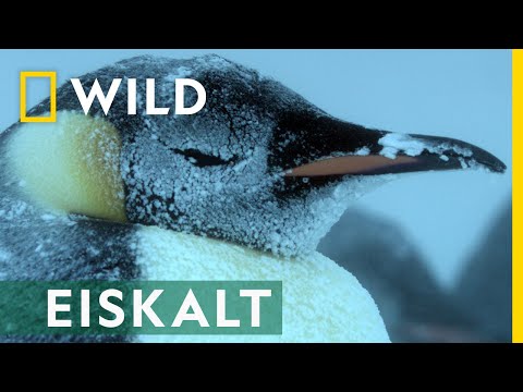 Zusammen gegen die Kälte | Die Geheimnisvolle Welt der Pinguine
