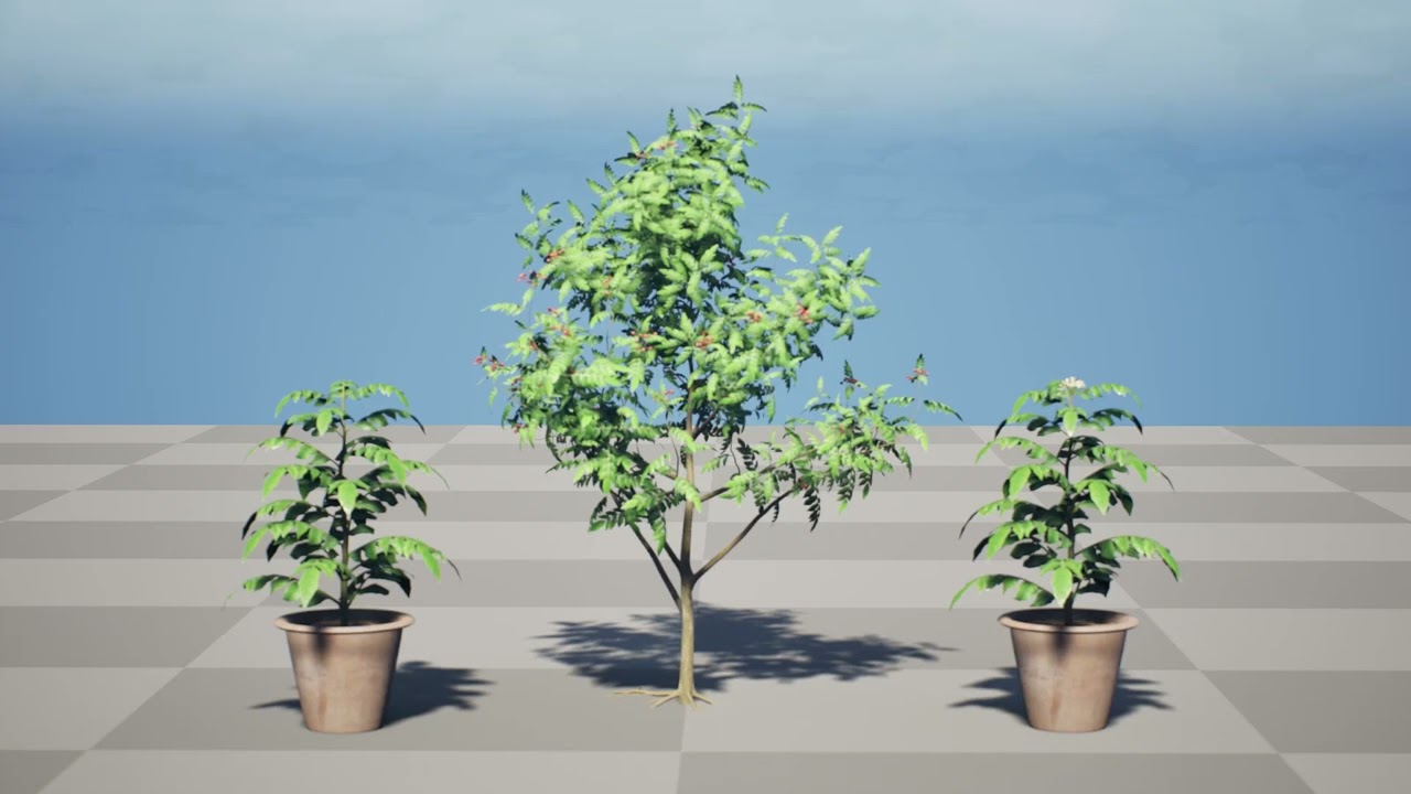 카레 잎 나무 컬렉션 3D 모델