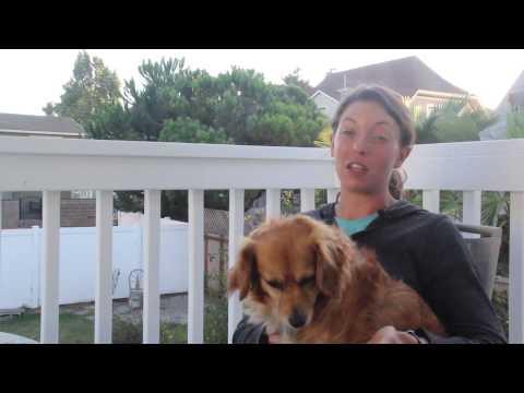YouTube video about: Why did the professional dog walker worksheet?