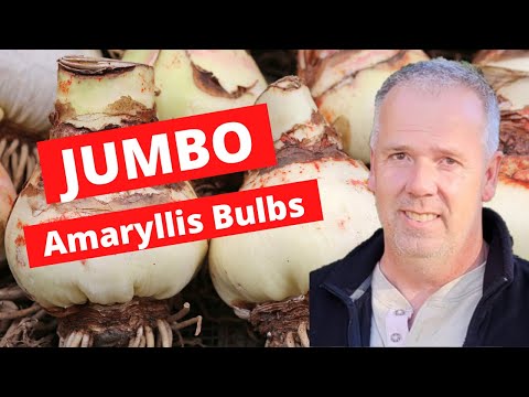 Growing Jumbo Amaryllis 2023 #yearoftheamaryllis