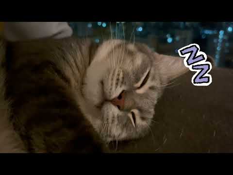 My Cats are Going To Sleep.... Zzzzz
