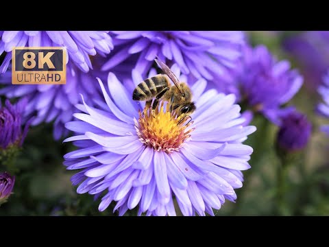 8K Video Bee on Flower and Others insect