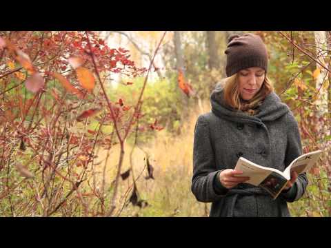 Descent of Wallace Stegner