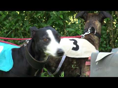 TV KOLIN - Kolínský zajíc na 480 metrů