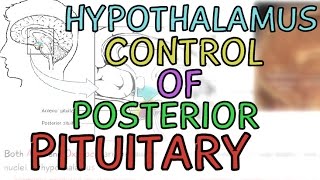 Physiology Lecture: Hypothalamus Control of Posterior Pituitary Gland - Explained in 2 Minutes