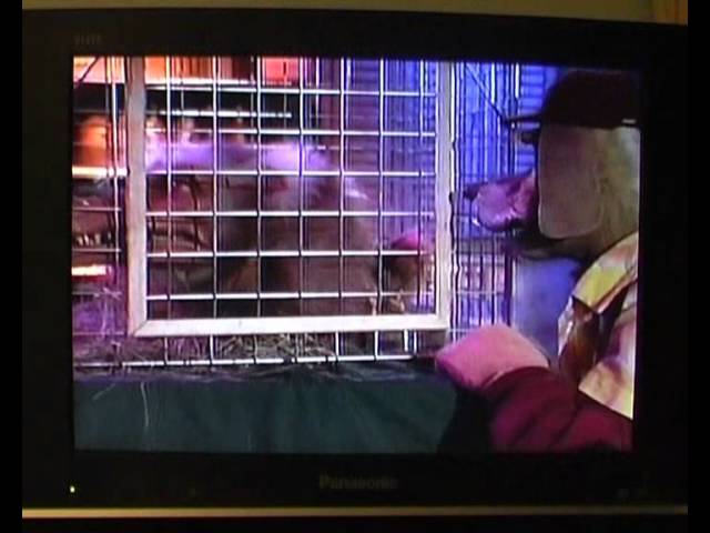 Space Vets Video Episode 1