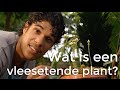 Wat is een vleesetende plant? | Het Klokhuis
