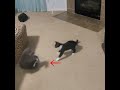 Tux Vs Chunk Morning Cat Fight Cat Catfight Kitten Funny Adoption