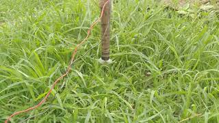 mini Motor + 1Rs Blade cutting green grass 2