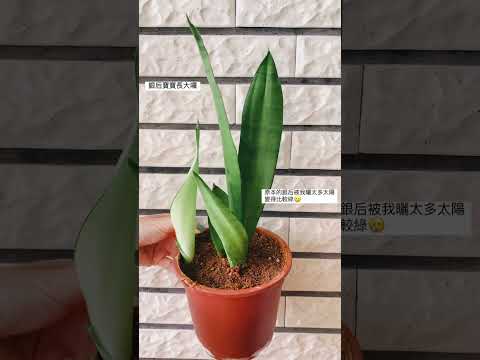 銀後虎尾蘭變綠