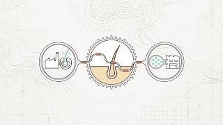 Why Hair Turns Grey When Cells Stop Talking