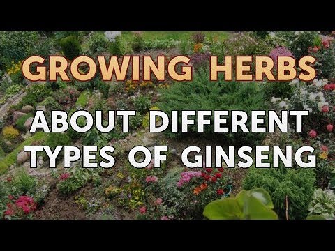 How to Divide Lavender Plants