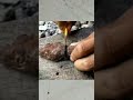 Tahukah Kamu Seekor Cicak Apabila Kepalanya Putus