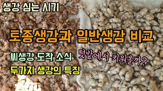 생강농사 생강심는시기 토종생강과 일반생강 비교 맛과 향이 다릅니다