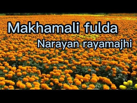 Makhamali fulda marsi dhan  Cover songs by Resham Bk 