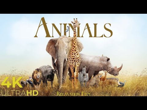 Animals 4K • Relaxation Film with Peaceful Music | Nature 4K Relaxation Film