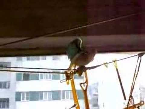 Funny parrots