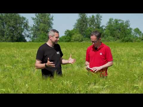 Wintergerste keine Mitläuferkultur - im Gespräch mit Landwirt_in_MV