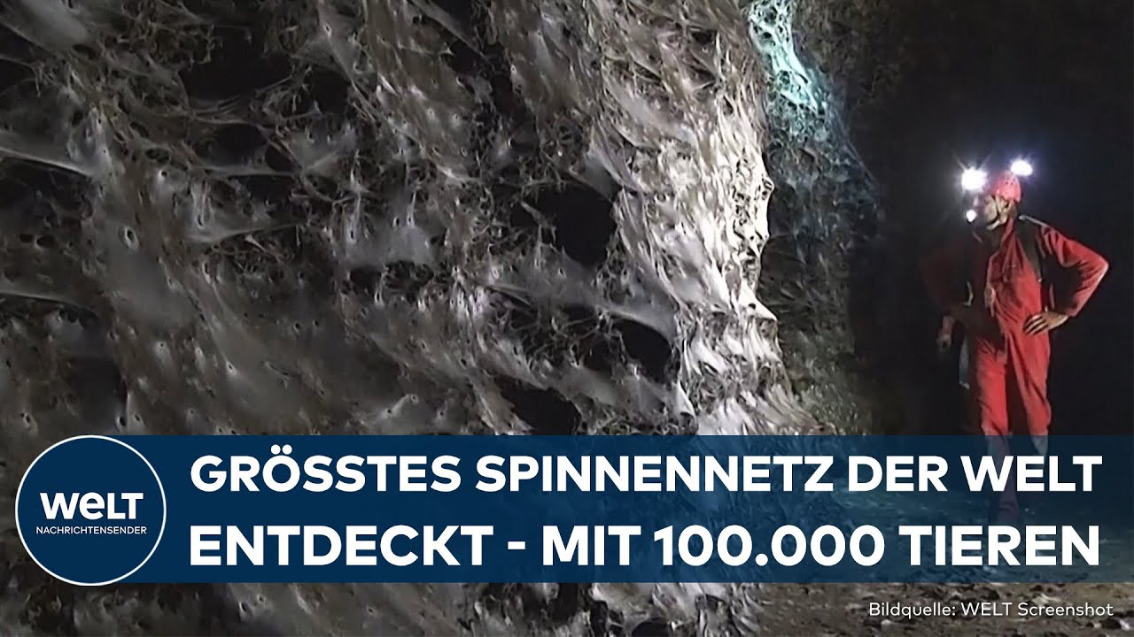 GRIECHENLAND: Größtes Spinnennetz der Welt mit 100.000 Tieren entdeckt