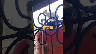 Download lagu Siputih is good at climbing very agile 🐱, #catshorts, #shorts , #cutecats, #viralcats . #youtubes... mp3