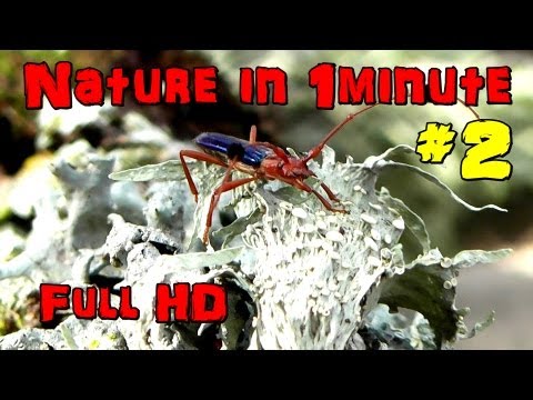 Nature In 1 minute - Insects #2