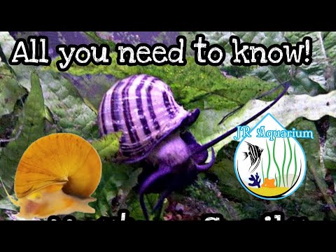 Mystery Snails Care - JR Aquarium
