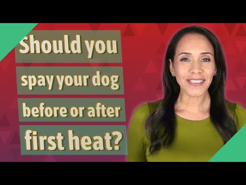 Should you spay your dog before or after first heat?