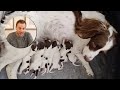 DOG BREEDING EVERYTHING YOU NEED TO KNOW BEGINNERS GUIDE