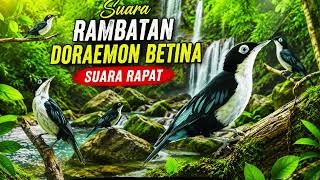 Download lagu Suara Rambatan Doraemon Betina Suara Rapat | Masteran Burung & Pancingan Bunyi Terbaik mp3 Download lagu Suara Rambatan Doraemon Betina Suara Rapat | Masteran Burung & Pancingan Bunyi Terbaik mp3