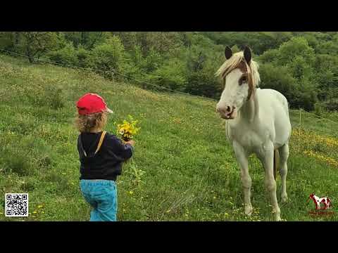 Become a Guardian of a Therapy Horse Herd