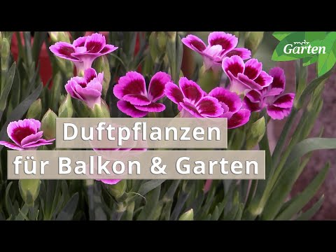 , title : 'Duftende Stauden und Sträucher für Garten und Balkon | MDR Garten'