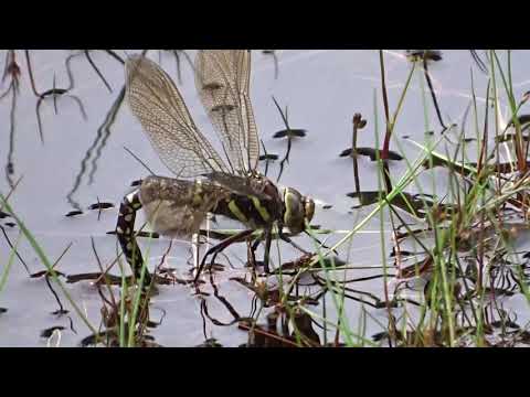 Common Hawker - Devilla Forest - Fife - 23/08/19
