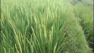 Download lagu SUANA SAWAH DI DESA ADEM BANGET | De Afis Toys mp3 Download lagu SUANA SAWAH DI DESA ADEM BANGET | De Afis Toys mp3
