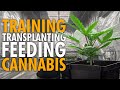 Growing Weed Indoors - Step by Step - Training Transplanting Feeding
