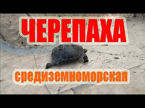 Фото Средиземноморская черепаха, или греческая черепаха, кавказская черепаха лат  Testudo graeca